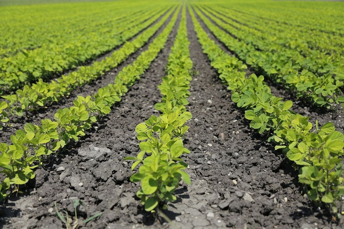 Mais e soia, il Friuli si prepara alla nuova stagione: numeri record e strategie per il futuro - 