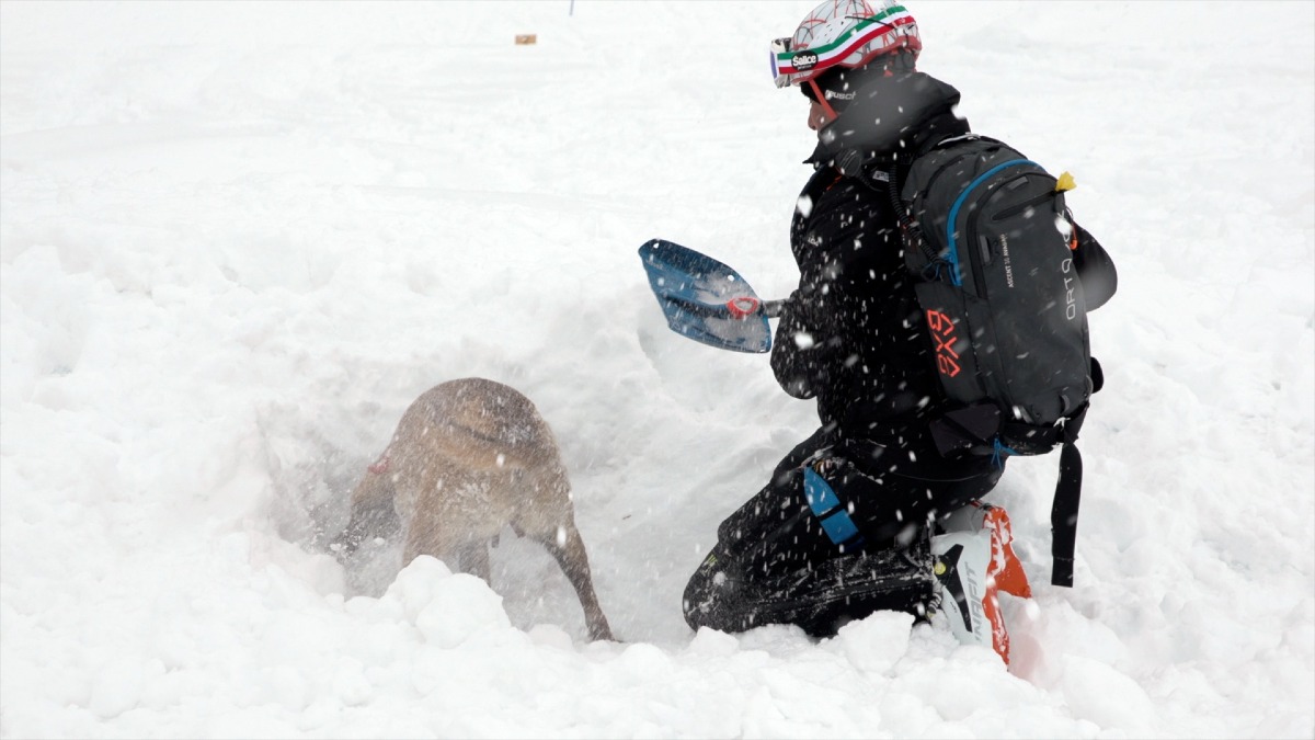Cani da valanga, superato il corso nazionale: 10 nuove unità pronte per le emergenze | VIDEO - 
