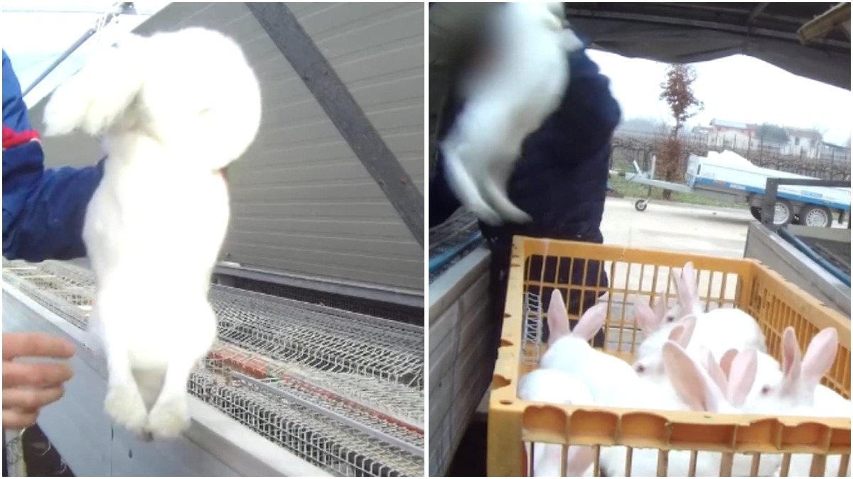 Il video choc di un allevamento di conigli: «Uccisi scaraventandoli contro le gabbie o a terra» - Le immagini dell'inchiesta di "Essere Animali"