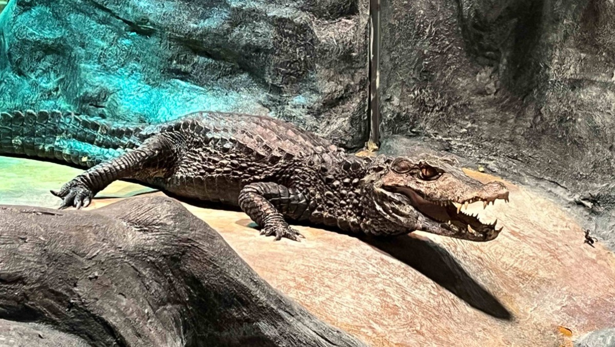 Jesolo, arriva Kálmán: il caimano nano più piccolo del mondo al Tropicarium | VIDEO - 