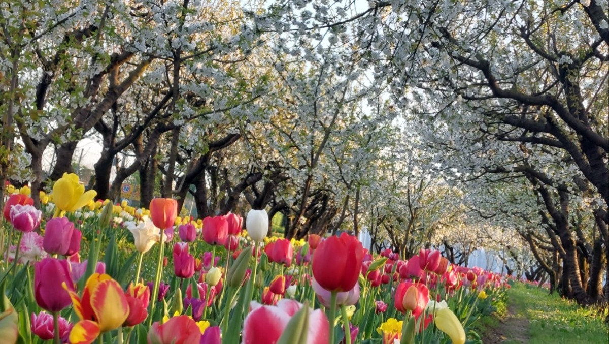 Tulipani e ciliegi in fiore: a Dueville torna il campo più fotografato della primavera | FOTO - 