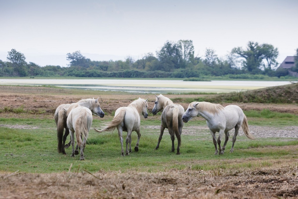 Pasqua a Grado tra mare, eventi e tradizioni: cosa fare sull’Isola del Sole - Fabrice Gallina, Nicola Brollo, Tassotto Max