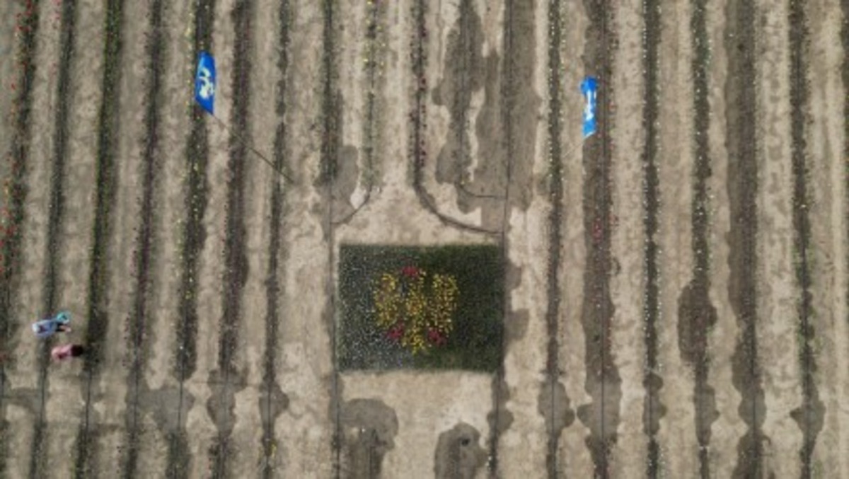 Una spettacolare bandiera del Friuli nasce tra 40mila tulipani e giacinti | FOTO - 