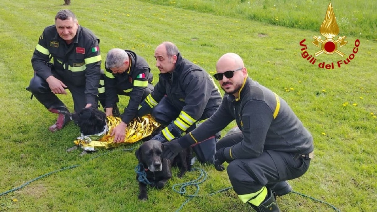 Paura a Bagnarola di Sesto al Reghena, due cani finiscono in un canale e non riescono a risalire