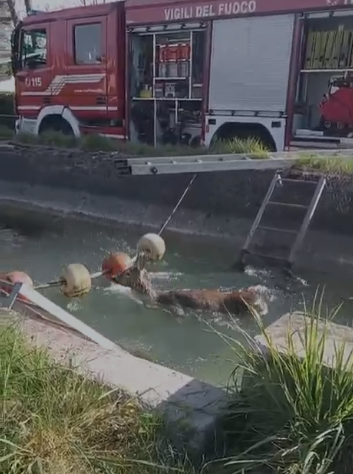 Capriolo bloccato nel canale in Friuli: pompieri al lavoro per salvare l'animale | VIDEO
