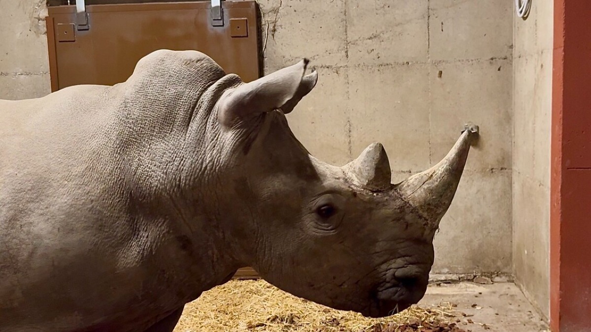 Dal Baltico al Veneto: Ayo accolto al Parco Natura Viva - 