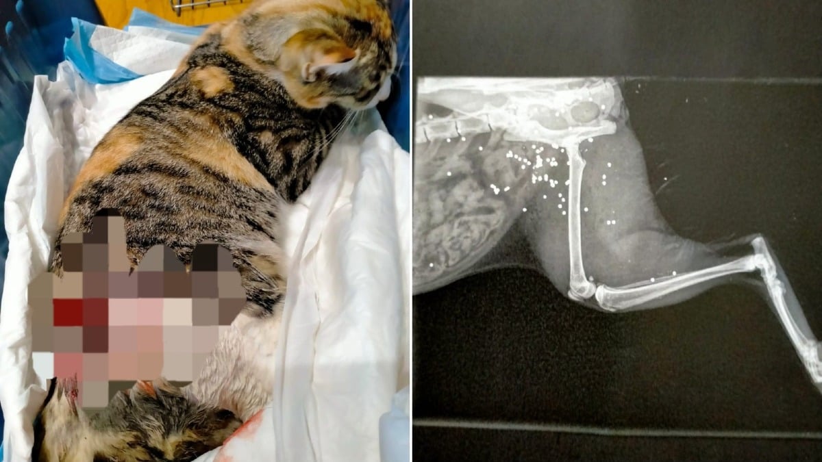 Cormons, gatta ferita a colpi di fucile: scatta la denuncia - 