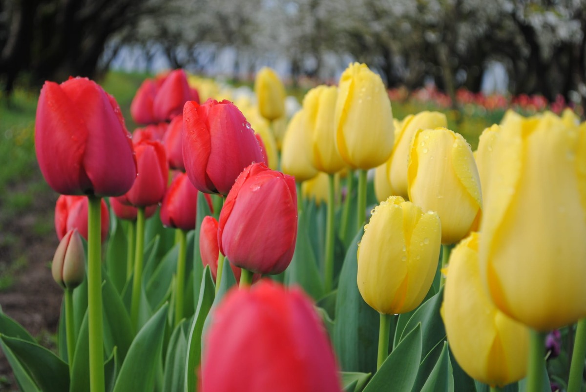  L'AZIENDA AGRICOLA PERETTI DANIELE 