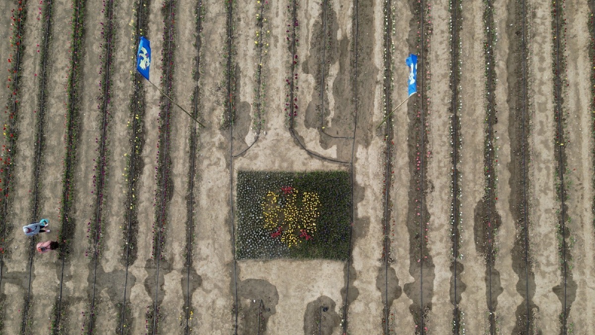 BANDIERA FRIULI TULIPANI E GIACINTI ROVERETO DI VARMO