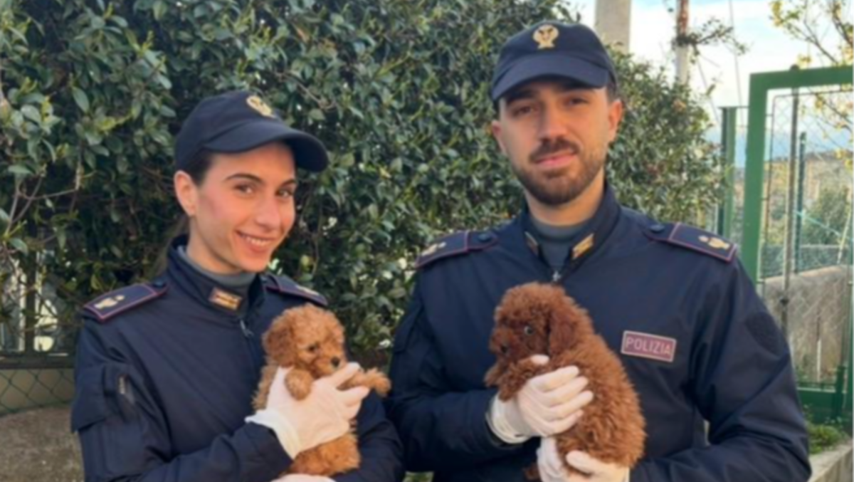 Chiusi in gabbie senza cibo né acqua: salvati 11 cuccioli di barboncino - 