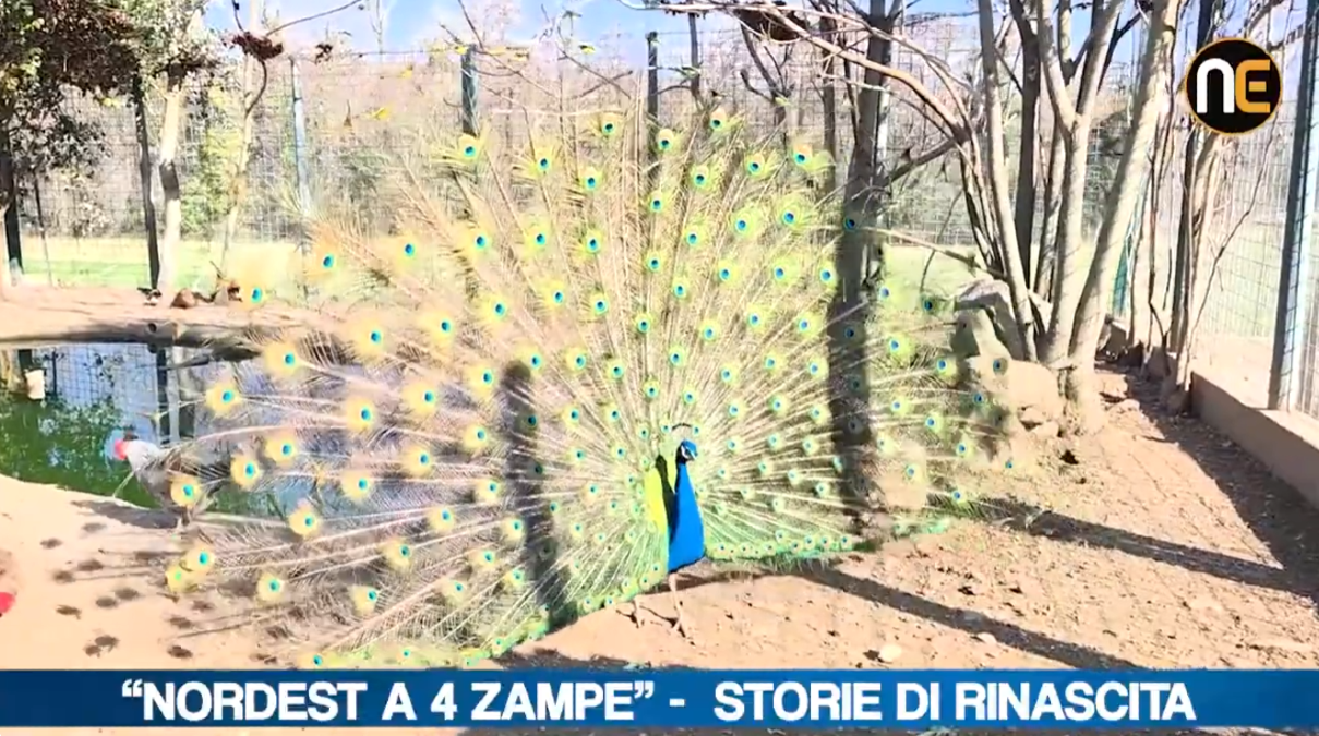 Nordest a 4 zampe, nuova puntata: viaggio tra gli animali della Fattoria di Brazzacco - 