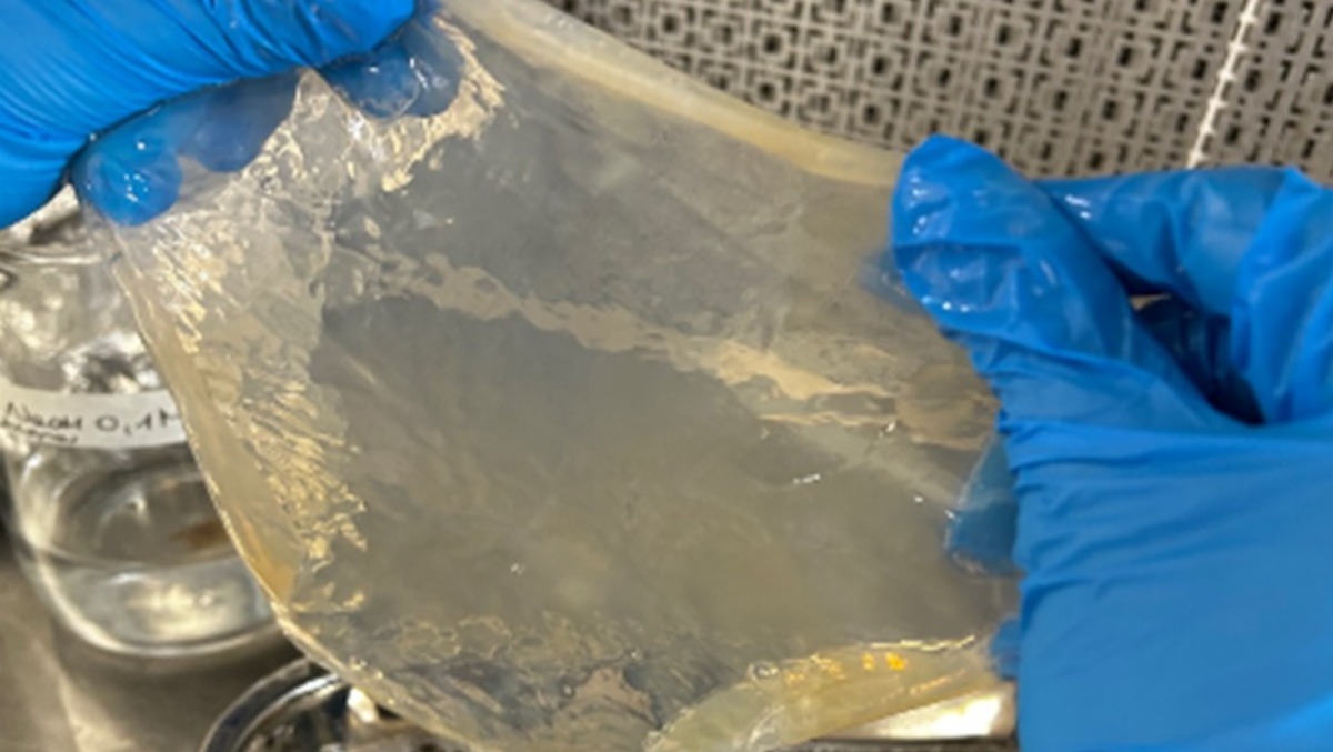 Dagli scarti a risorsa, nasce "United": il progetto UniUd per rivoluzionare il cibo - 