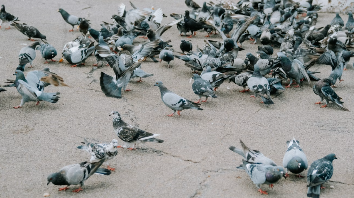 “Piovono piccioni morti dal cielo”: scatta l’allarme aviaria - 