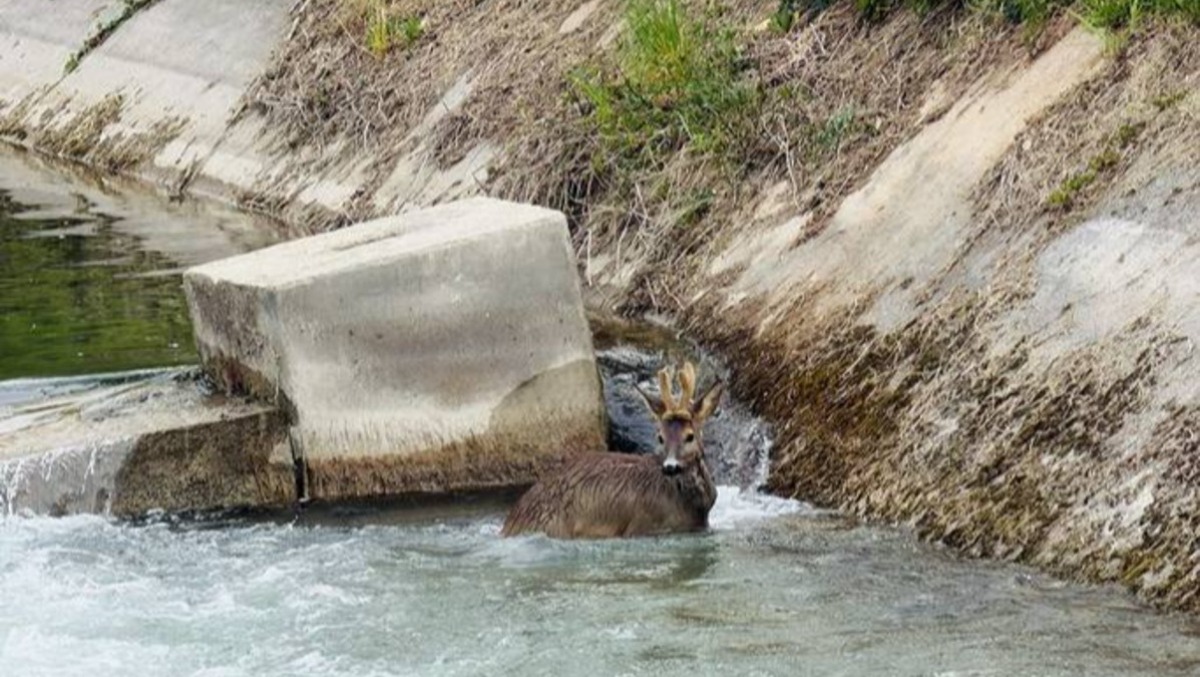 Finisce nel canale e non riesce a risalire la sponda: salvato capriolo - 