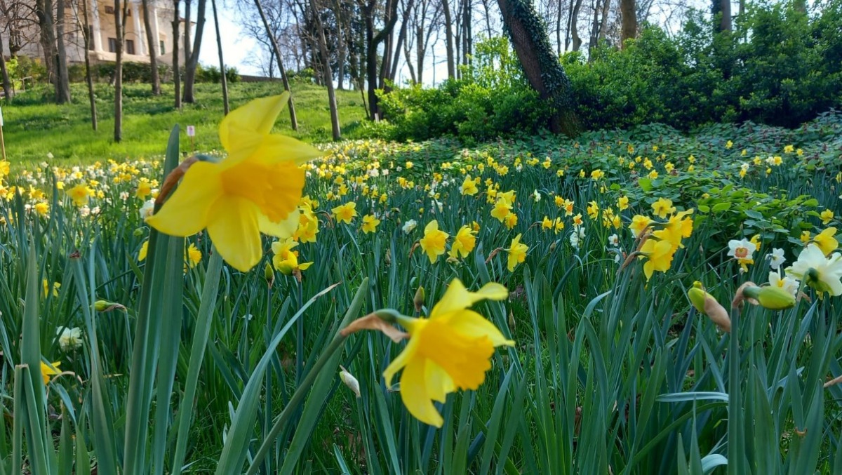 Vicenza, viaggio nella bellezza: La Rotonda tra architettura perfetta e narcisi in fiore - 
