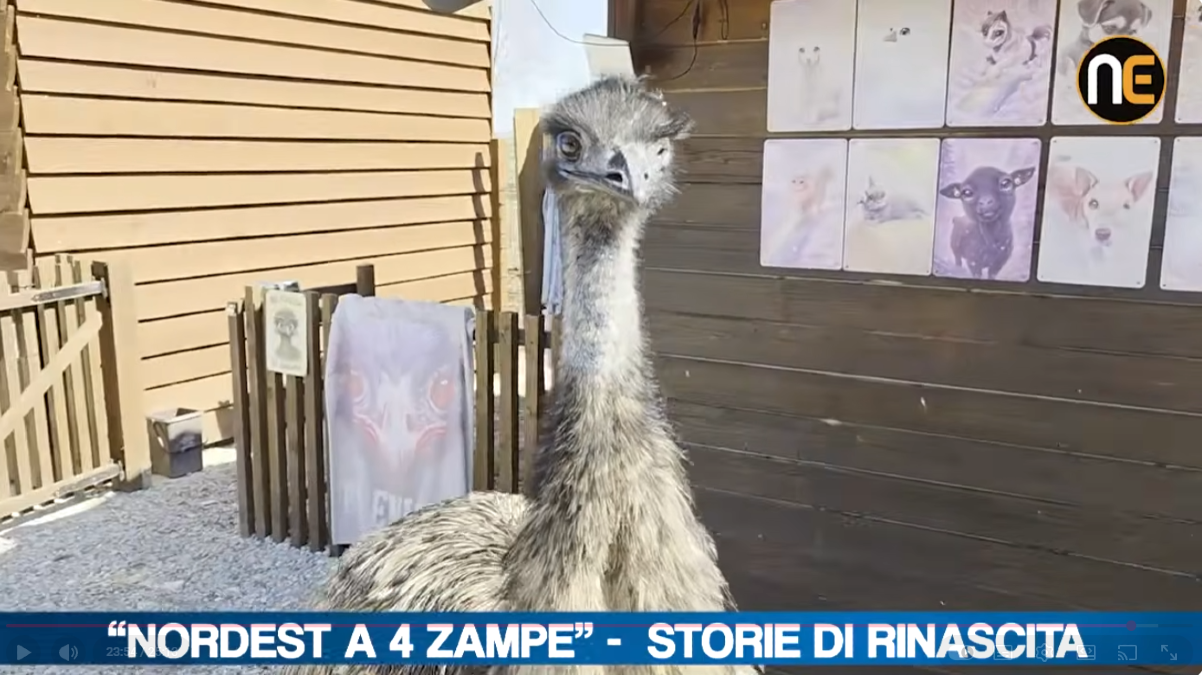 "Il Sentiero di Ares" conquista il pubblico di Nordest24: boom di ascolti e views | VIDEO - 