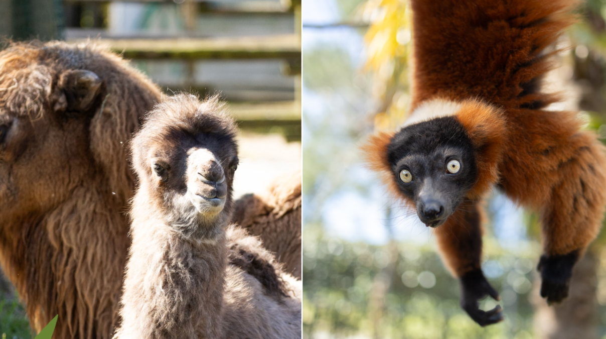 Dai lemuri alla cucciola di cammello: ecco le novità al Parco Zoo di Lignano - 