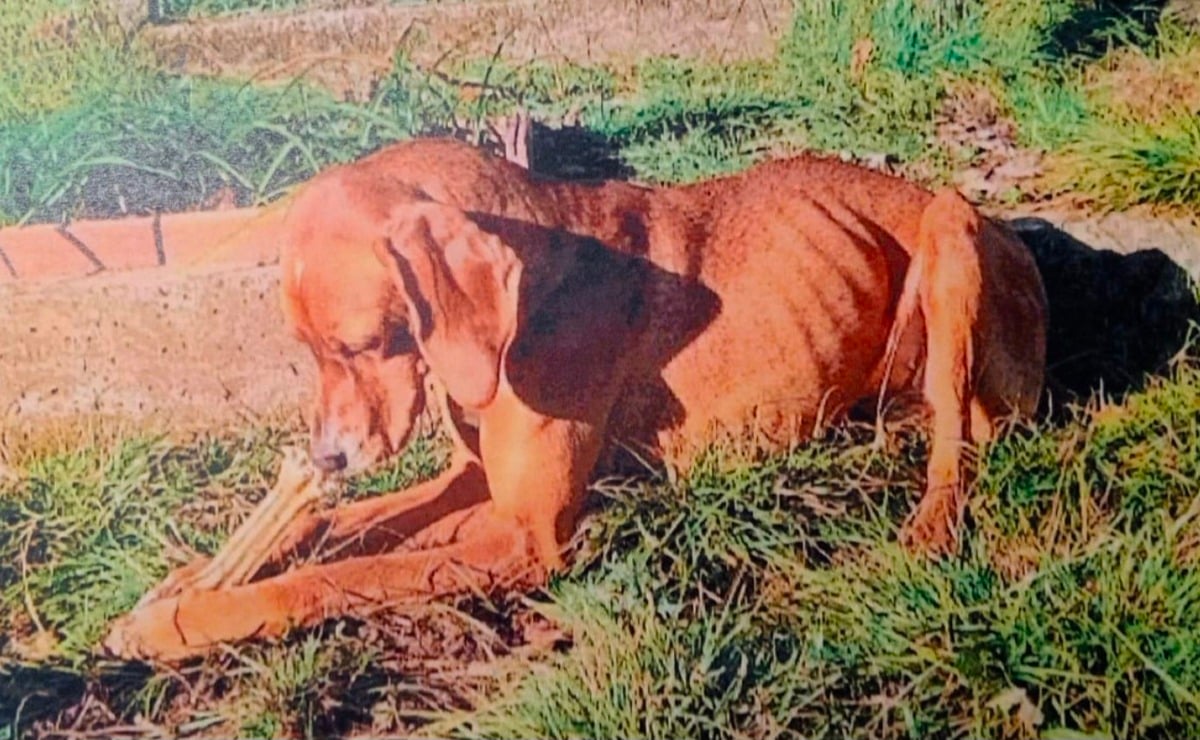 Caso Nina, nuova manifestazione sabato 11 aprile a Cormons: mobilitazione prima del processo - 