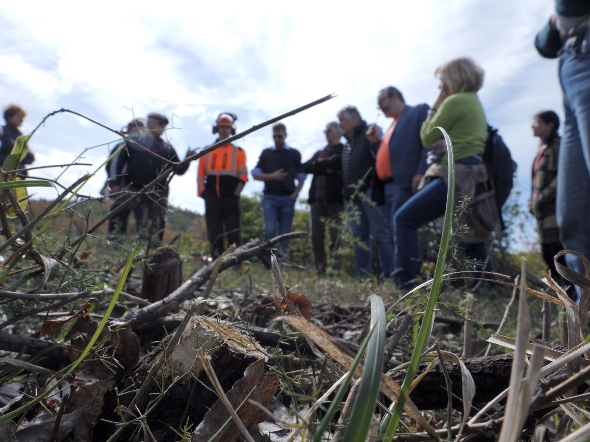 Kras4Us: gestione della landa carsica per preservare biodiversità e ridurre il rischio incendi - 