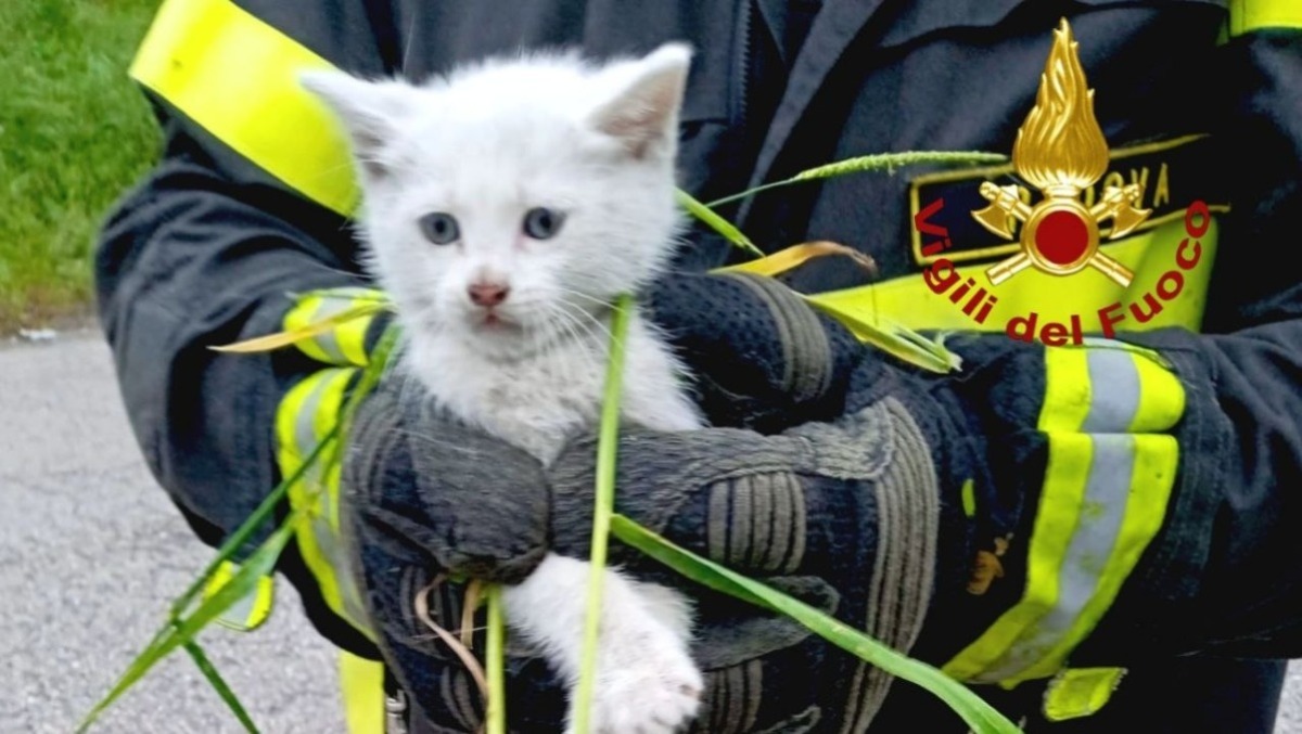Miagolii dal cofano, conducente accosta appena in tempo: salvato gattino - 
