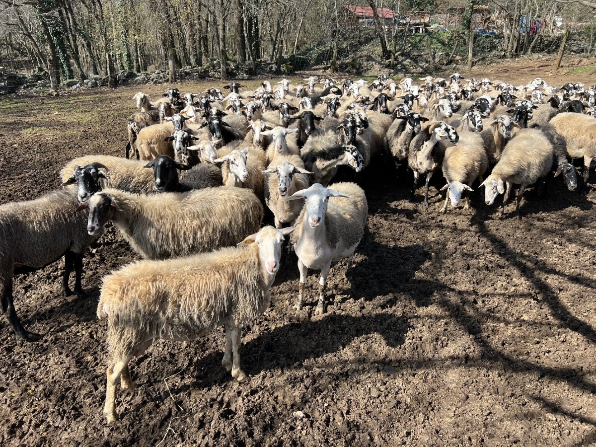 Il pascolo che custodisce il Carso: passeggiata tra natura e prevenzione incendi - 