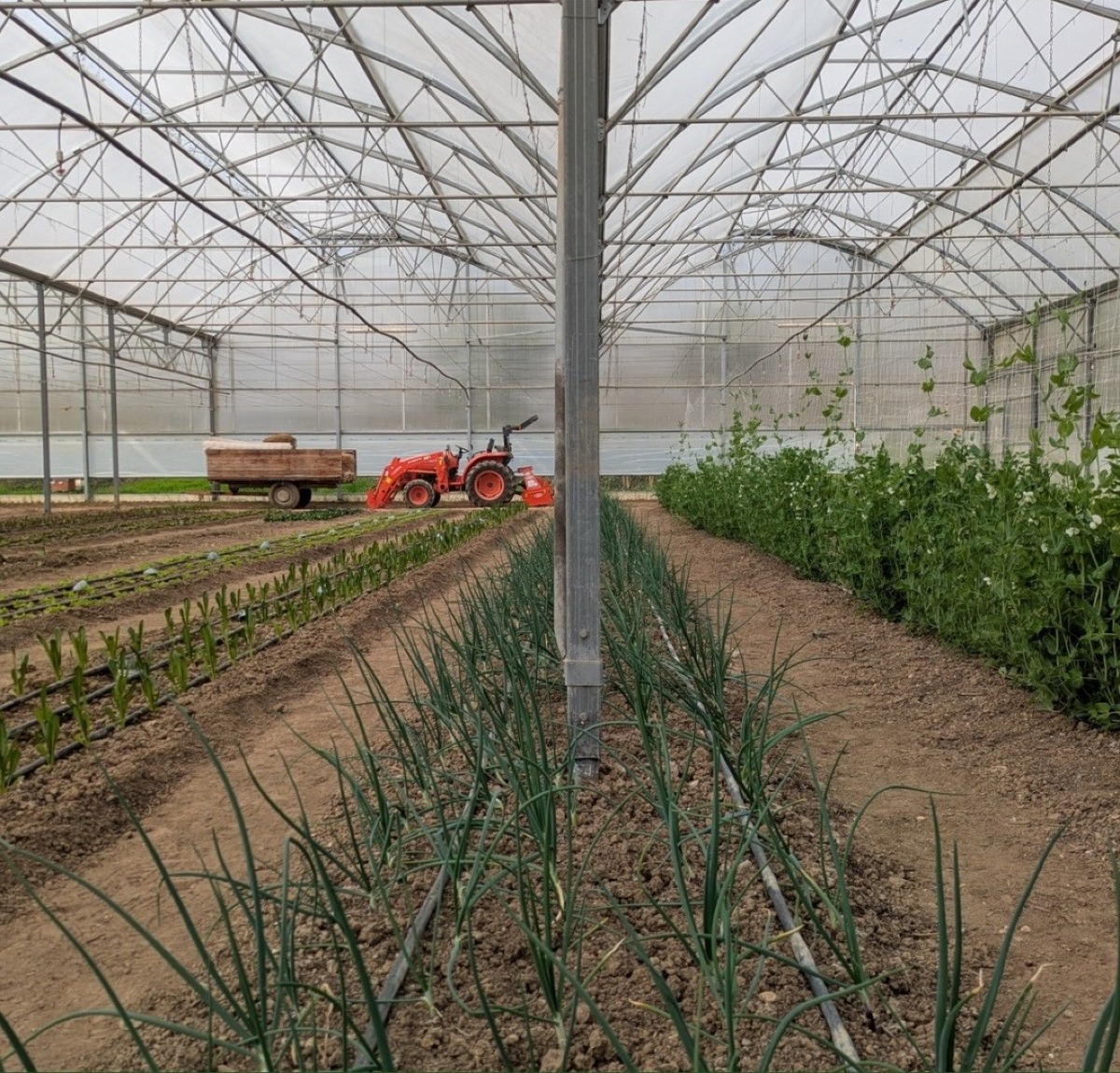 Ritorno alla terra, Conegliano si mobilita: semi, saperi e cibo sano protagonisti - 