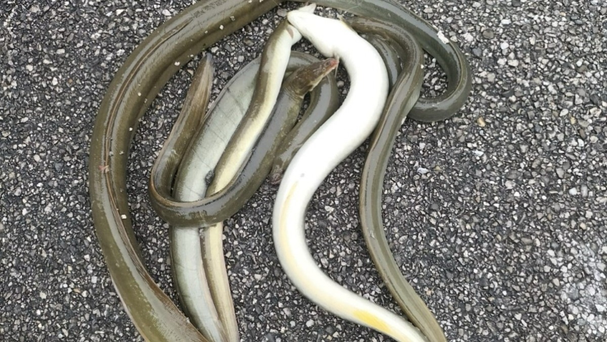 Anguille pescate illegalmente: scatta l’operazione tra Corno e Ausa, un denunciato - 