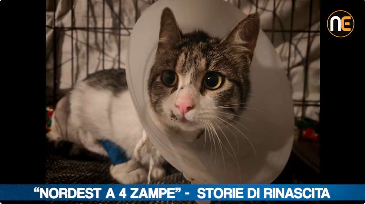 Nordest a 4 zampe, randagismo felino: il racconto di Stefano Zanuttin | VIDEO - 