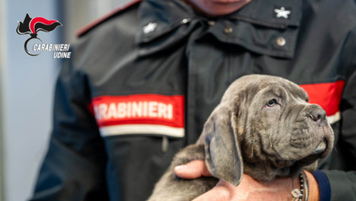 Scoperto traffico illecito di cuccioli di cane a Latisana | VIDEO - FOTO - 