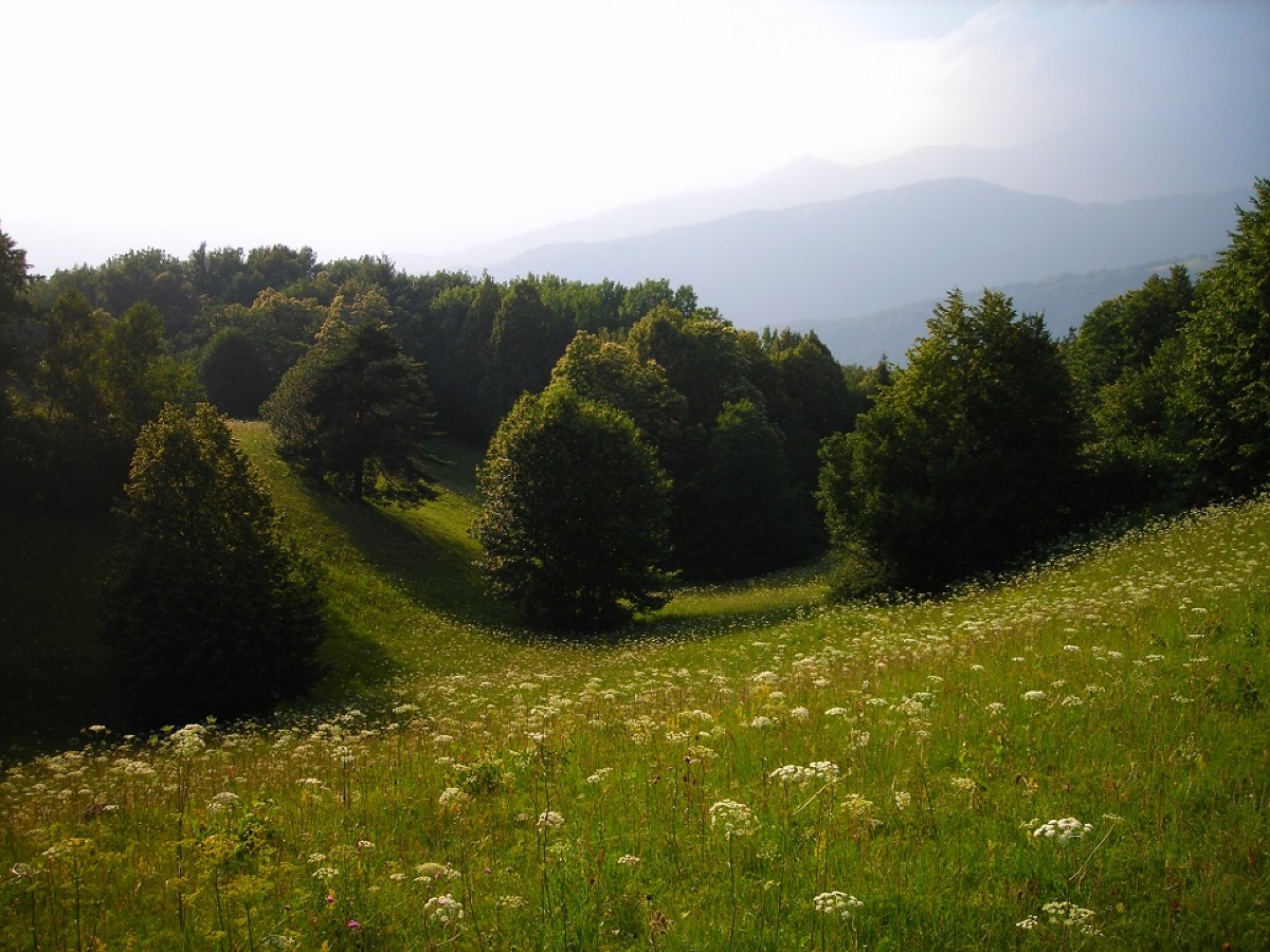 Praterie, il carbonio nascosto: nuova stima globale raddoppia lo stock nei suoli - 