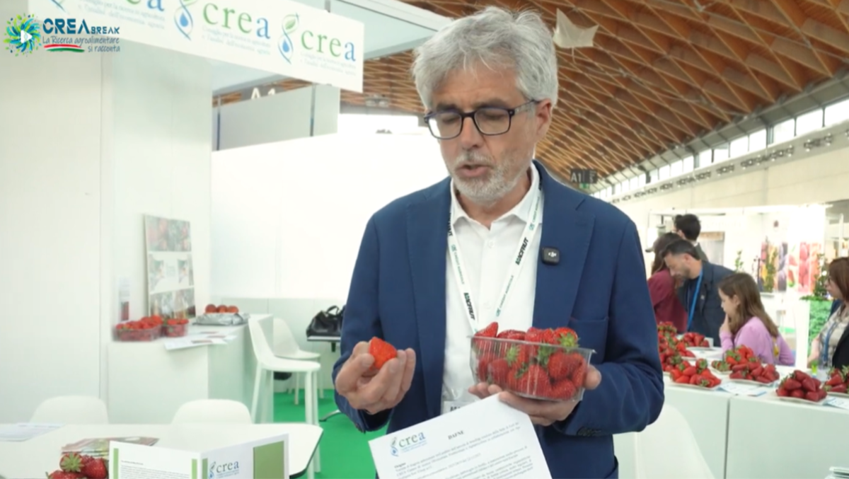 Più dolce, resistente e precoce: ecco Dafne, la fragola nata dalla ricerca italiana - 