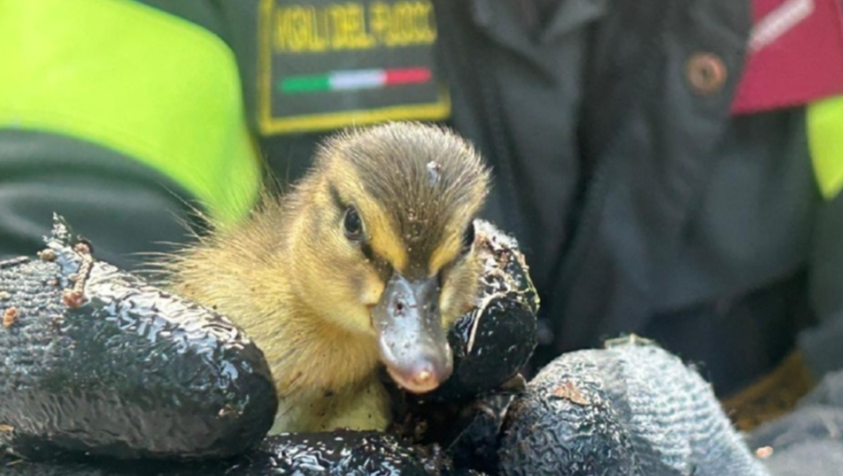 Cadono nella caditoia, sette anatroccoli salvati dai pompieri e restituiti alla madre | FOTO - 