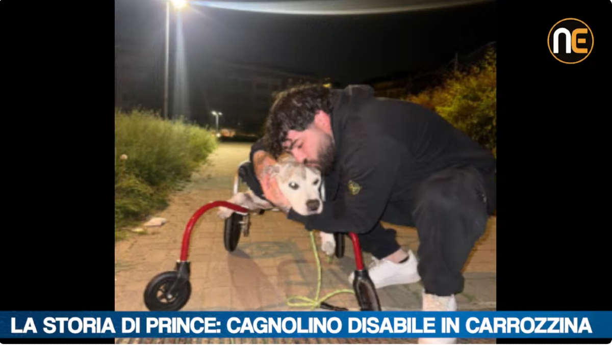 Gianluca e Prince, 13 anni insieme: la storia del cane in carrozzina raccontata a Nordest24 | VIDEO - 