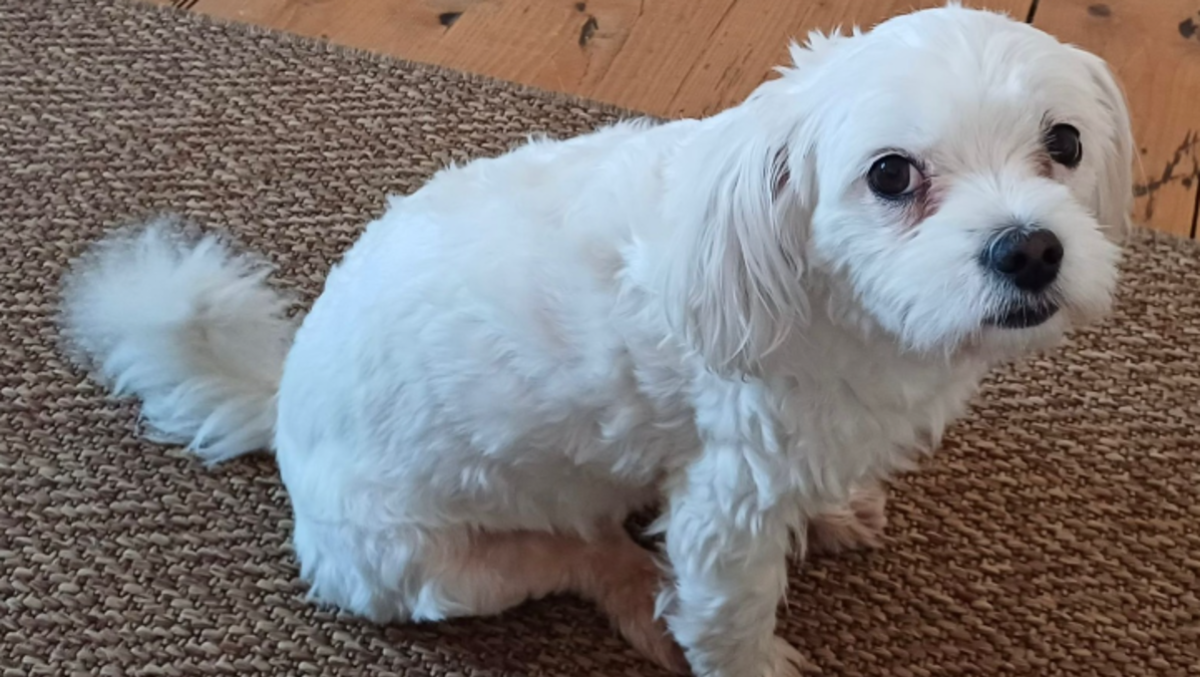 Scomparsa la cagnolina Lua da casa: «Aiutateci a ritrovarla»  - La cagnolina Lua scomparsa