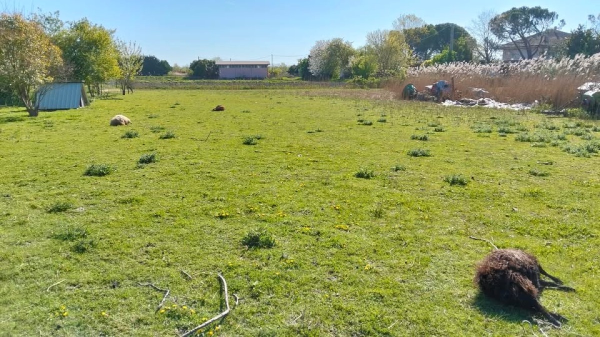 Aquileia, sciacalli uccidono 13 pecore nane custodite per anni - 