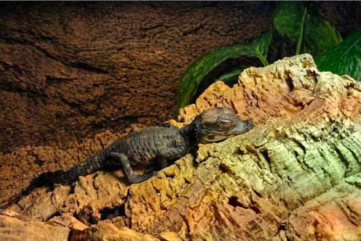 Bussolengo, al Parco Natura Viva nasce un coccodrillo nano africano: è il primo nella storia della struttura - 