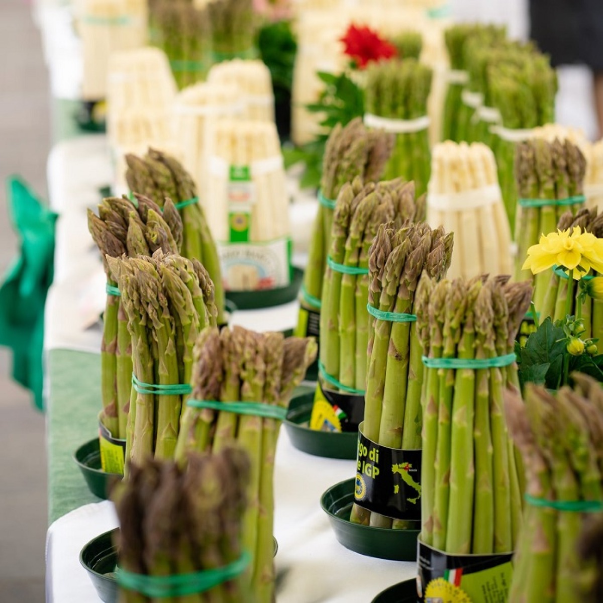 Ponte del Primo Maggio, nella Marca tornano le feste dell’asparago tra Cimadolmo e Badoere - 