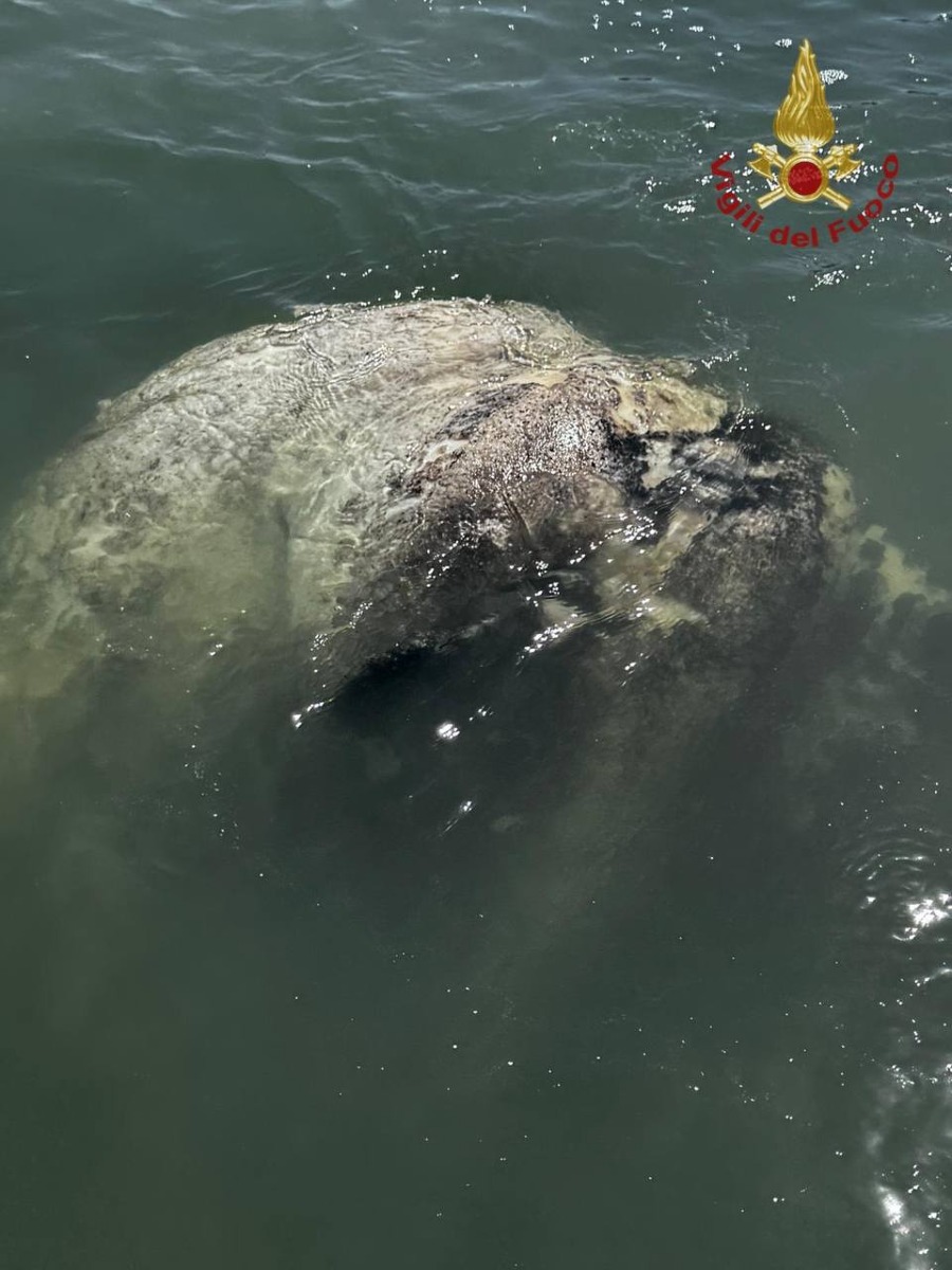 RECUPERATO PESCE LUNA DI GRANDI DIMENSIONI 