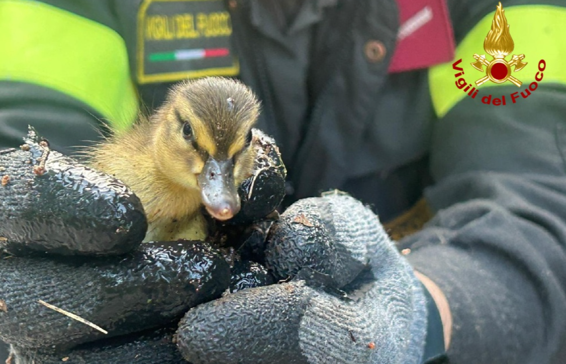 I VIGILI DEL FUOCO METTONO IN SALVO SETTE PAPERELLE