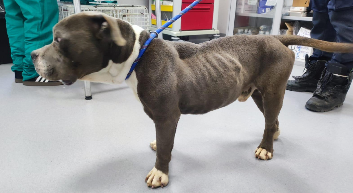 Cane ridotto alla fame e nascosto in garage: il piano per farlo sembrare randagio - 