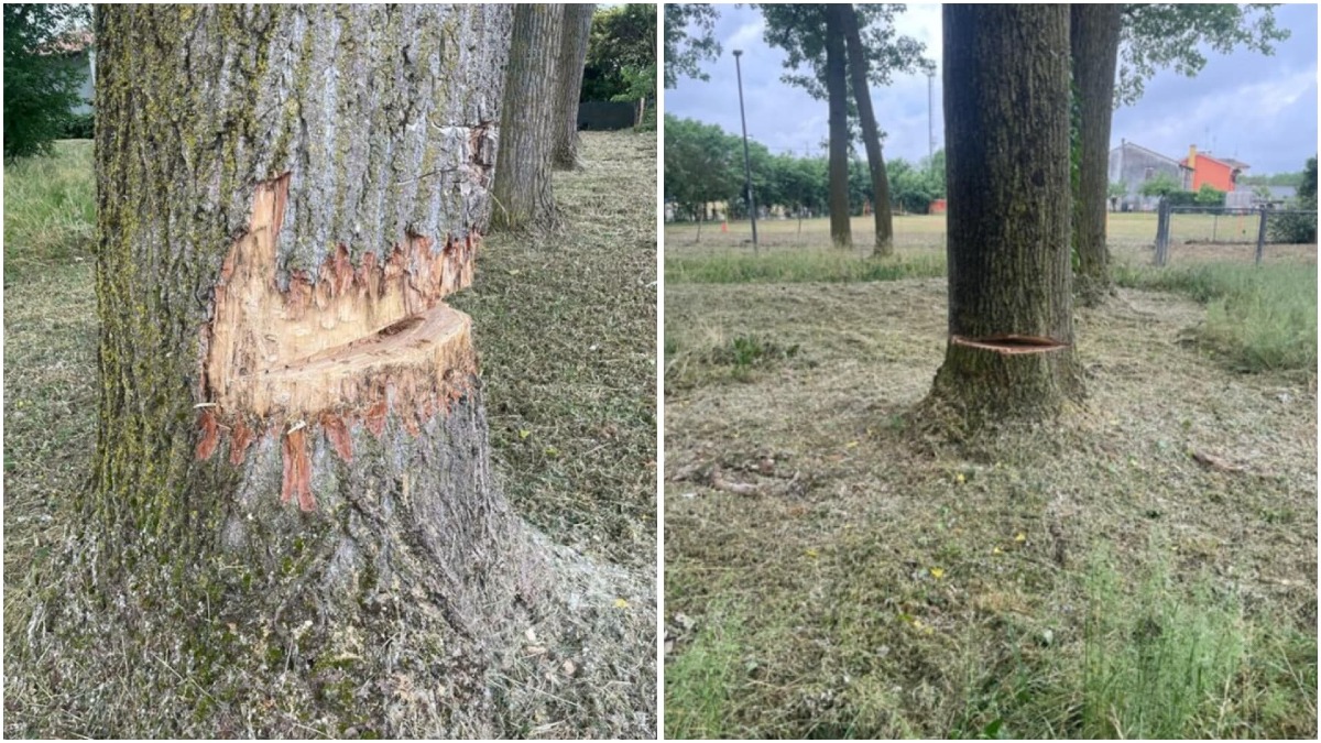 Alberi tagliati con una motosega dai vandali: «Poteva essere una strage nel parco giochi» - 