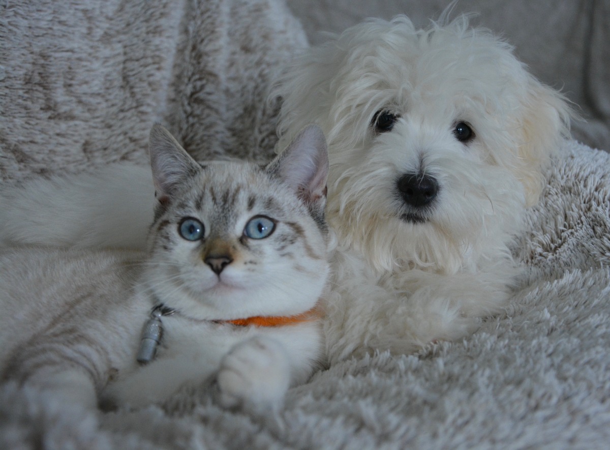 Maria CBD Oil per animali: una nuova frontiera del wellness pet naturale - 