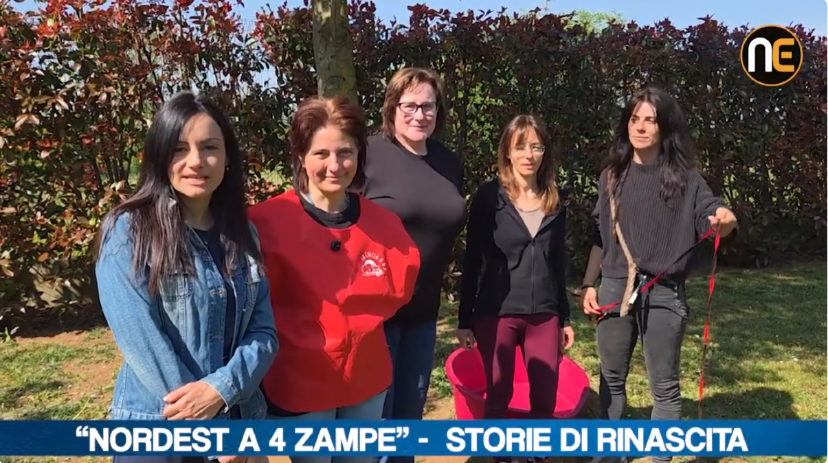 Nordest a 4 zampe, viaggio nel canile di Gorizia: storie, recuperi e adozioni | VIDEO