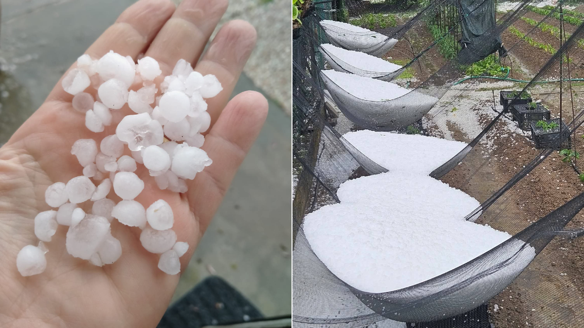 Violento maltempo a Nordest: grandine, alberi caduti, disagi sulle strade e danni - 