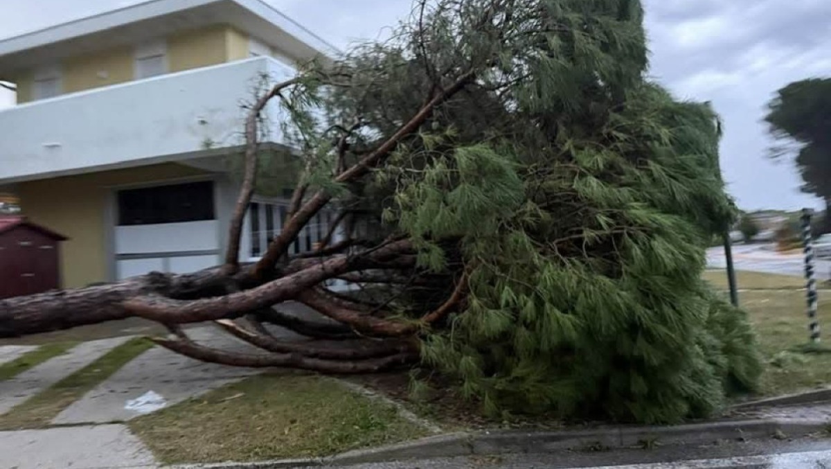 Bibione travolta dal maltempo: vento forte, pioggia intensa e alberi a terra | FOTO - Foto Ilona Pichler