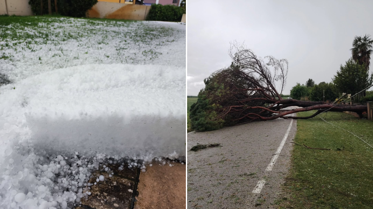 Ancora maltempo tra Veneto e Friuli: «nubifragi, grandine e alberi a terra» | FOTO - 