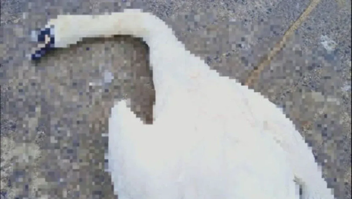 Cigno morto, esposto del PAI alla Procura: «Indagini subito e responsabili identificati» - 