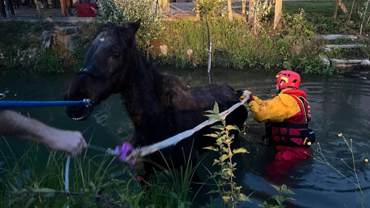 Finisce in acqua e non riesce a risalire: cavallo di 27 anni tratto in salvo - 