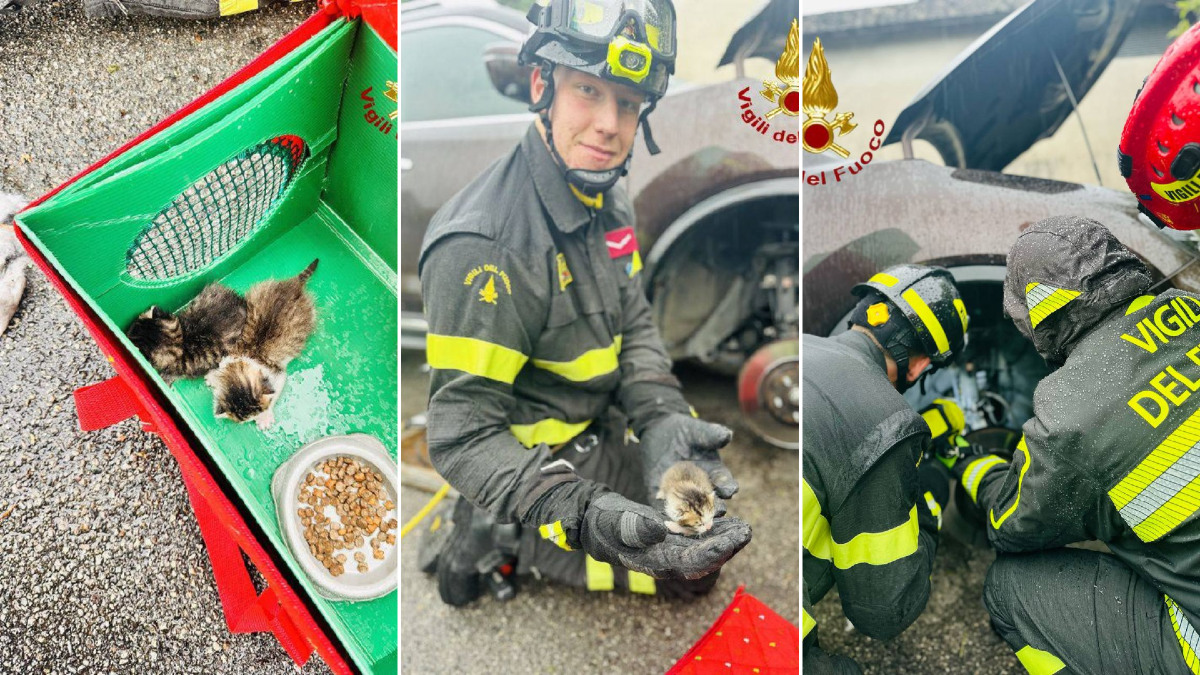 Gattini intrappolati nel vano motore: i pompieri smontano una ruota e li salvano - 
