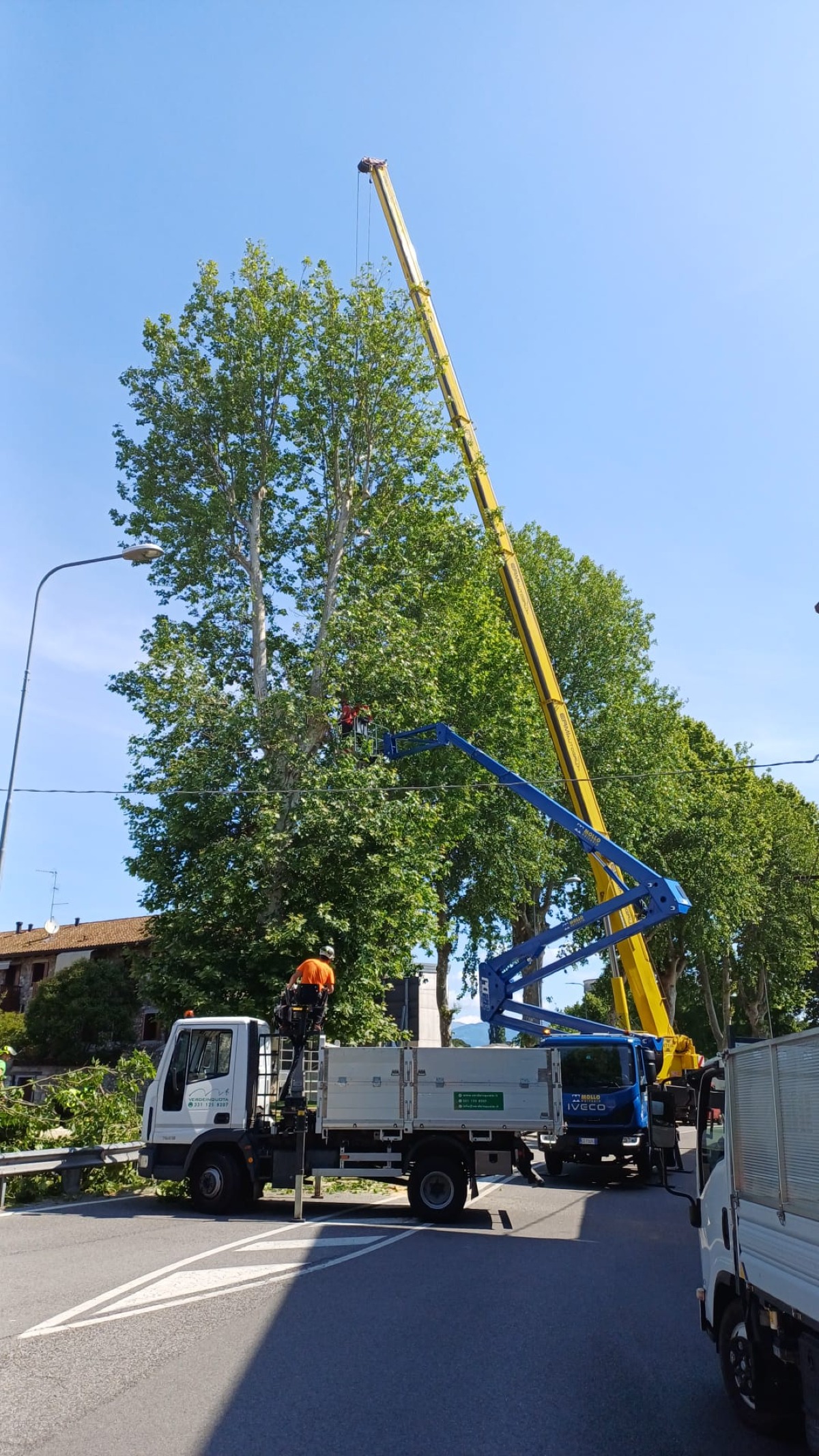 Udine, abbattuti quattro platani ammalati in viale Vat - 